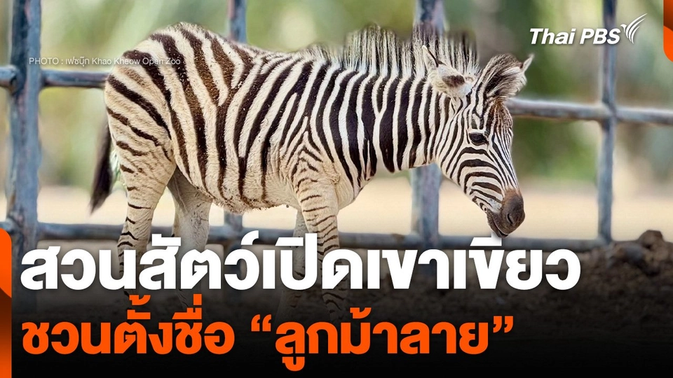 สวนสัตว์เปิดเขาเขียว ชวนตั้งชื่อ “ลูกม้าลาย”