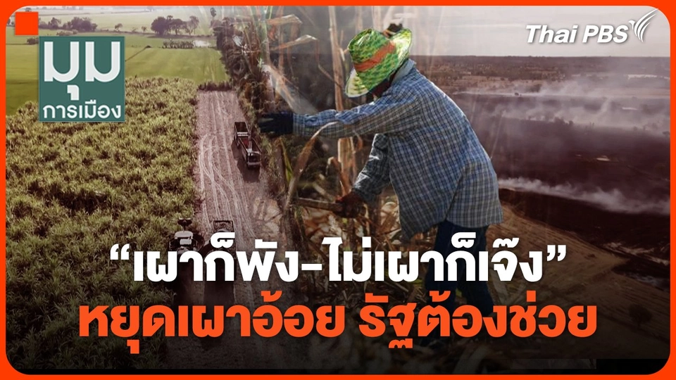 "เผาก็พัง-ไม่เผาก็เจ๊ง" หยุดเผาอ้อย รัฐต้องช่วย