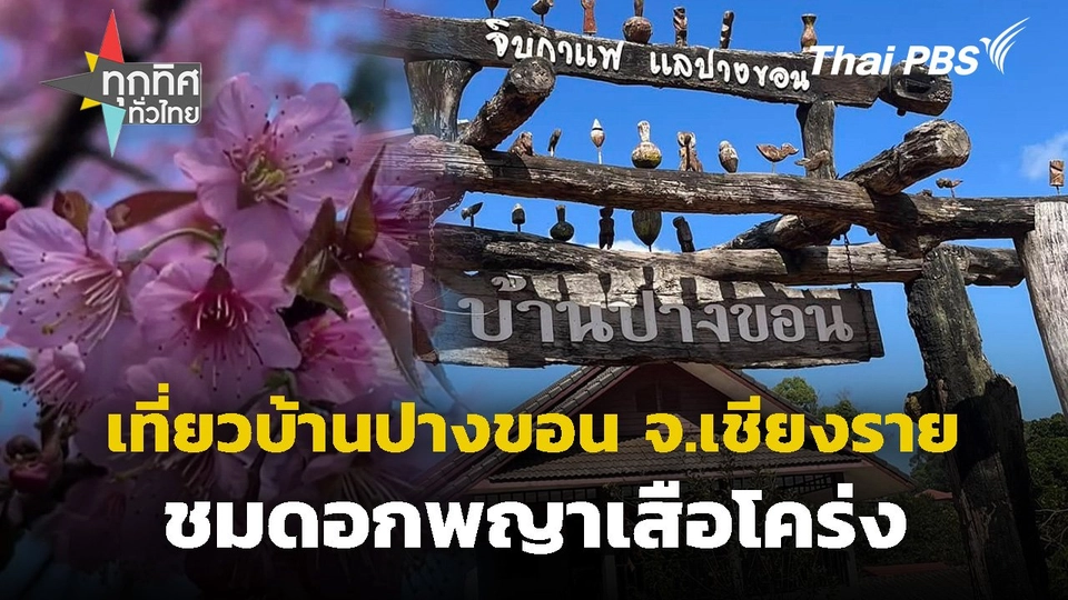 เที่ยวบ้านปางขอน หมู่บ้านชาวเขา จ.เชียงราย ชมดอกพญาเสือโคร่ง