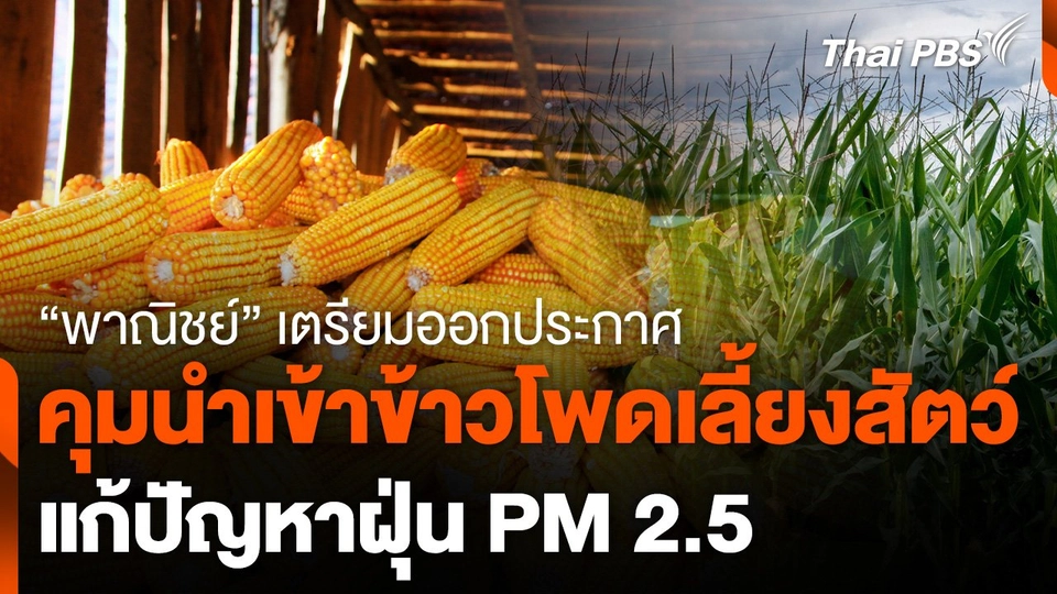 "พาณิชย์" เตรียมออกประกาศควบคุมนำเข้าข้าวโพด แก้ฝุ่น PM 2.5