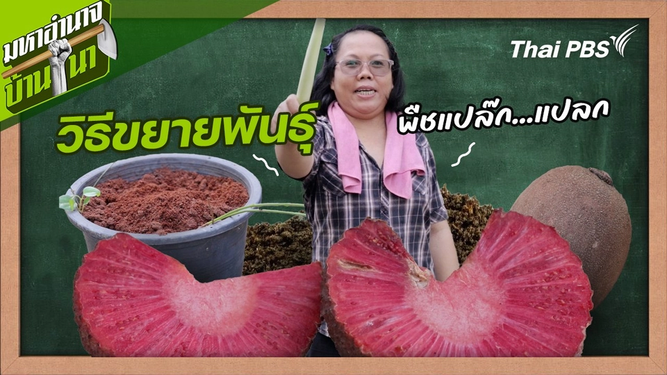 วิธีขยายพันธุ์พืชแปล๊ก...แปลก : สูตรลับฉบับบ้านนา