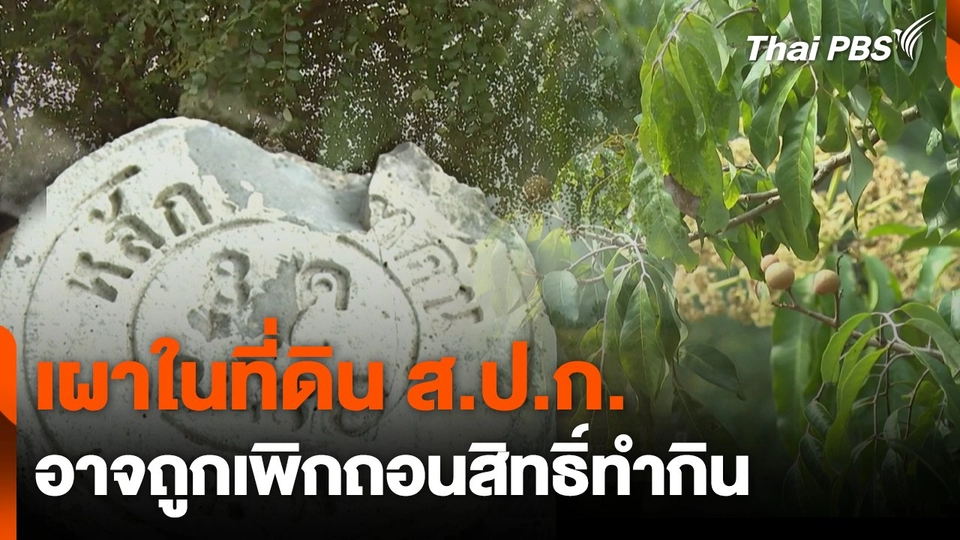 เผาในที่ดิน ส.ป.ก. อาจถูกเพิกถอนสิทธิ์ทำกิน  จับตารอบทิศ  3 ก.พ. 68.mp4