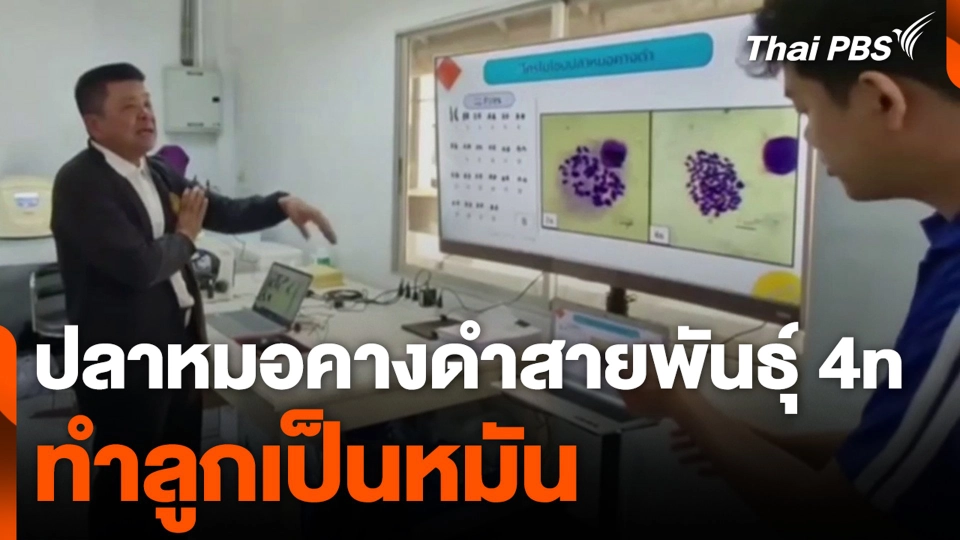 ปลาหมอคางดำ สายพันธุ์ 4n ทำลูกเป็นหมัน