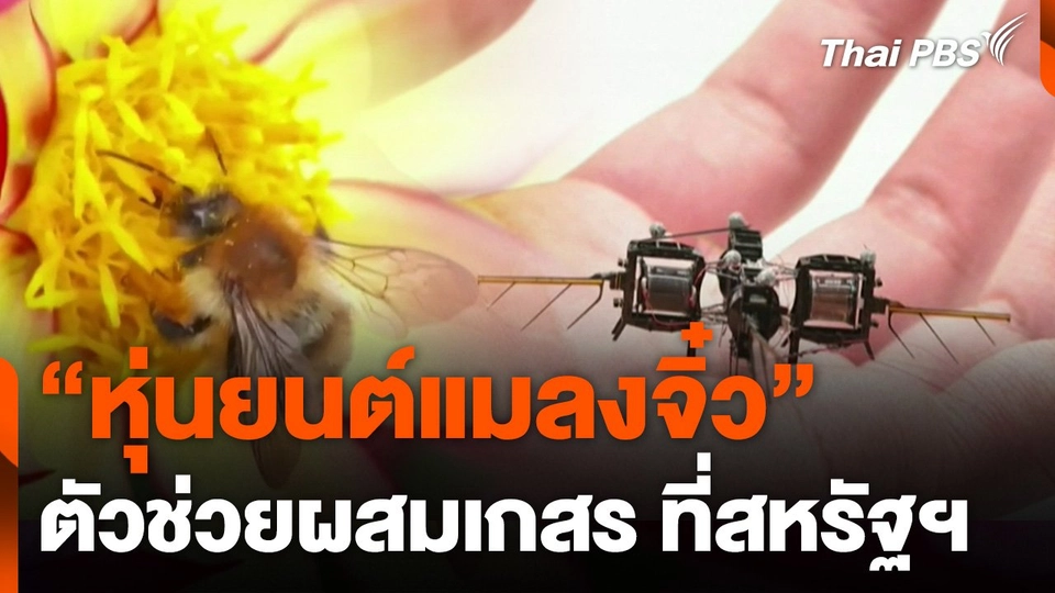 "หุ่นยนต์แมลงจิ๋ว" ตัวช่วยผสมเกสร ที่สหรัฐอเมริกา
