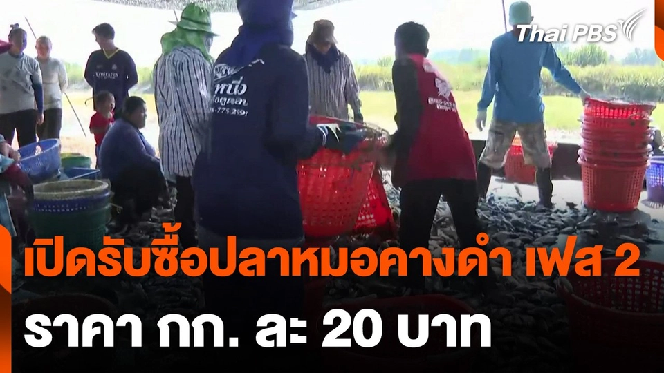 เปิดรับซื้อปลาหมอคางดำ เฟส 2 ราคา กก. ละ 20 บาท