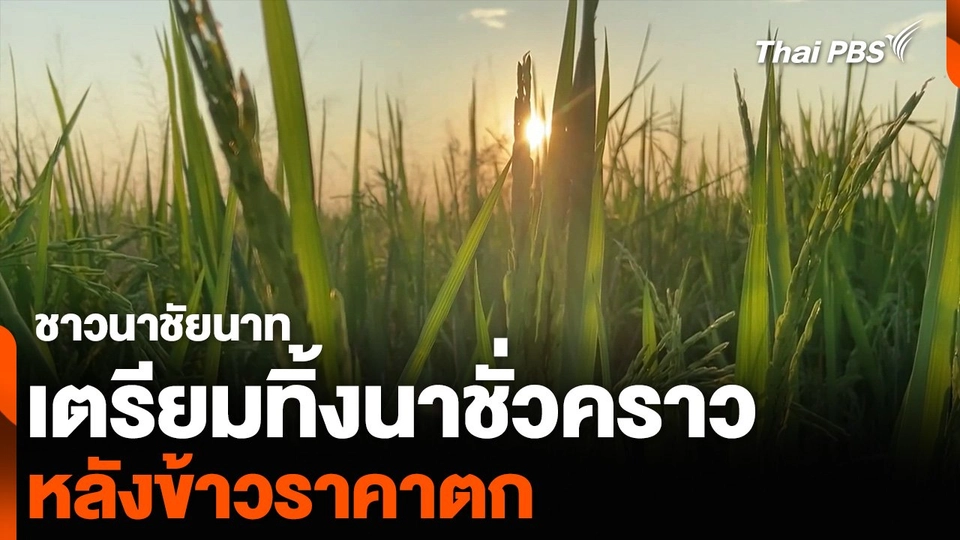 ชาวนาชัยนาท เตรียมทิ้งนาชั่วคราว หลังข้าวราคาตก