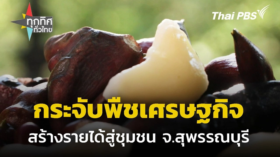 กระจับพืชเศรษฐกิจสร้างรายได้สู่ชุมชน จ.สุพรรณบุรี