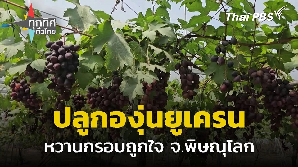 ชาวนาปลูกองุ่นยูเครนออกผลดี จ.พิษณุโลก