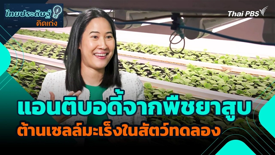 ไทยประดิษฐ์คิดเก่ง : เทคโนโลยีผลิตแอนติบอดี้จากพืชยาสูบ ต้านเซลล์มะเร็งในสัตว์ทดลอง