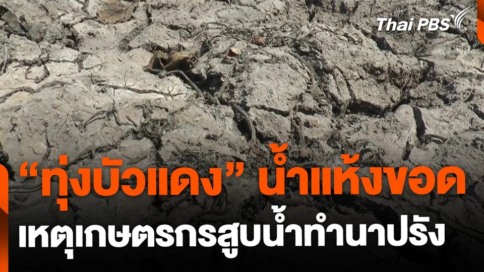 ทุ่งหนองบัวแดงน้ำแห้งขอด เหตุเกษตรกรสูบน้ำทำนาปรัง จ.ยโสธร