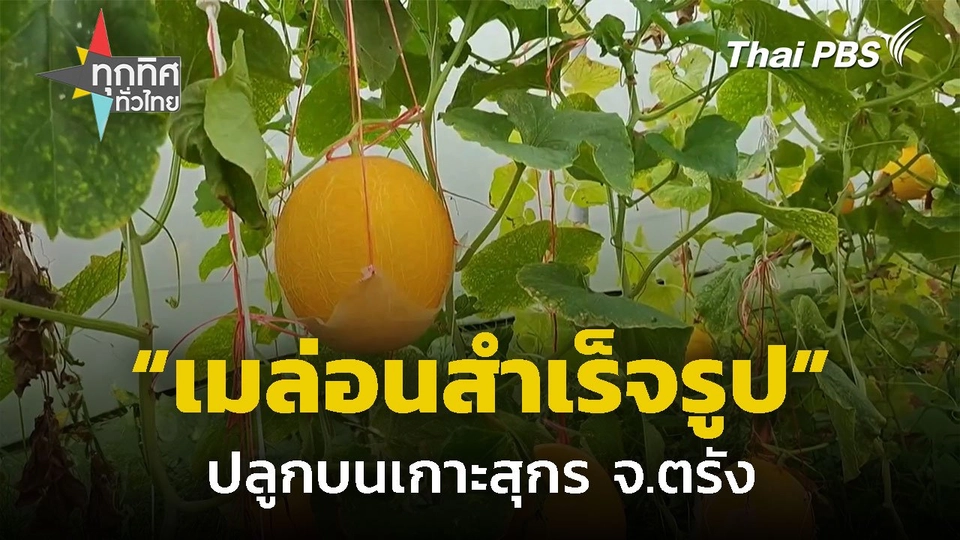 ปลูกเมล่อนสำเร็จบนเกาะสุกร จ.ตรัง