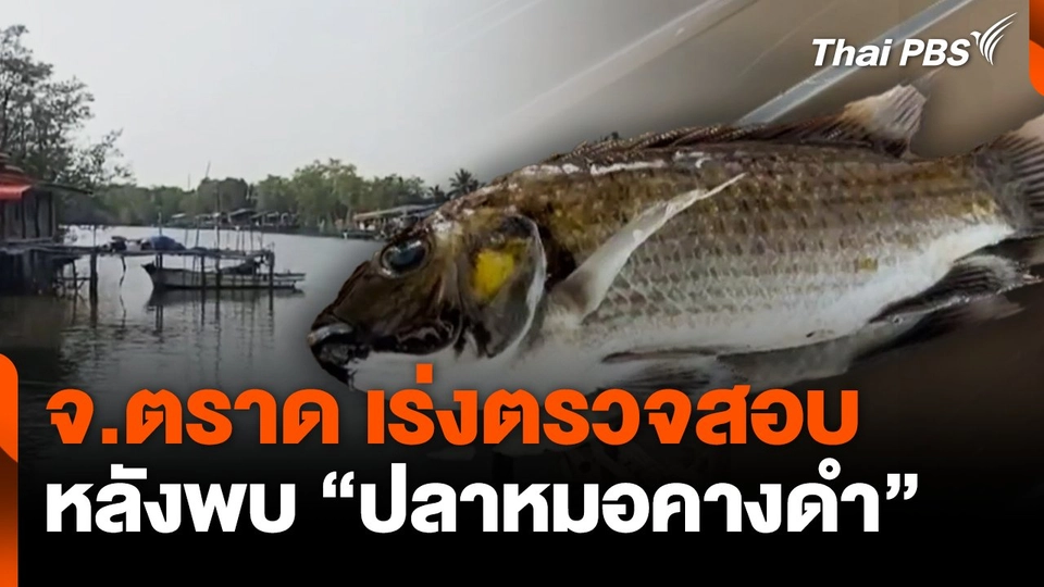 จ.ตราด เร่งตรวจสอบ หลังพบ "ปลาหมอคางดำ"