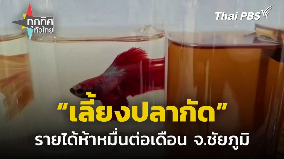 เลี้ยงปลากัดรายได้เกินห้าหมื่นต่อเดือน จ.ชัยภูมิ