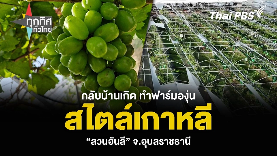 กลับบ้านเกิด ทำฟาร์มองุ่นสไตล์เกาหลี “สวนฮันลี” จ.อุบลราชธานี