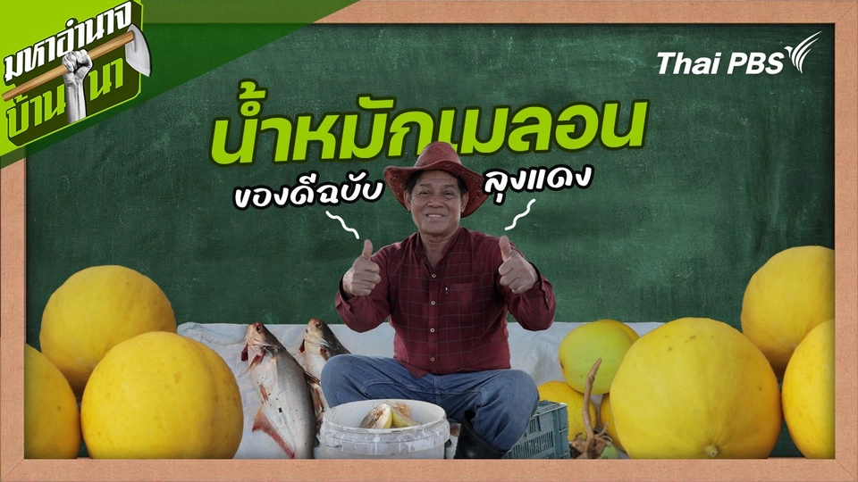 น้ำหมักเมลอนของดีฉบับลุงแดง : สูตรลับฉบับบ้านนา