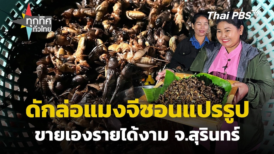 ดักล่อแมงจีซอนแปรรูปขายเองรายได้งาม จ.สุรินทร์