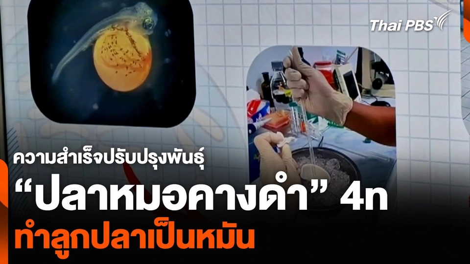 ความสำเร็จปรับปรุงพันธุ์ “ปลาหมอคางดำ” 4n ทำลูกปลาเป็นหมัน