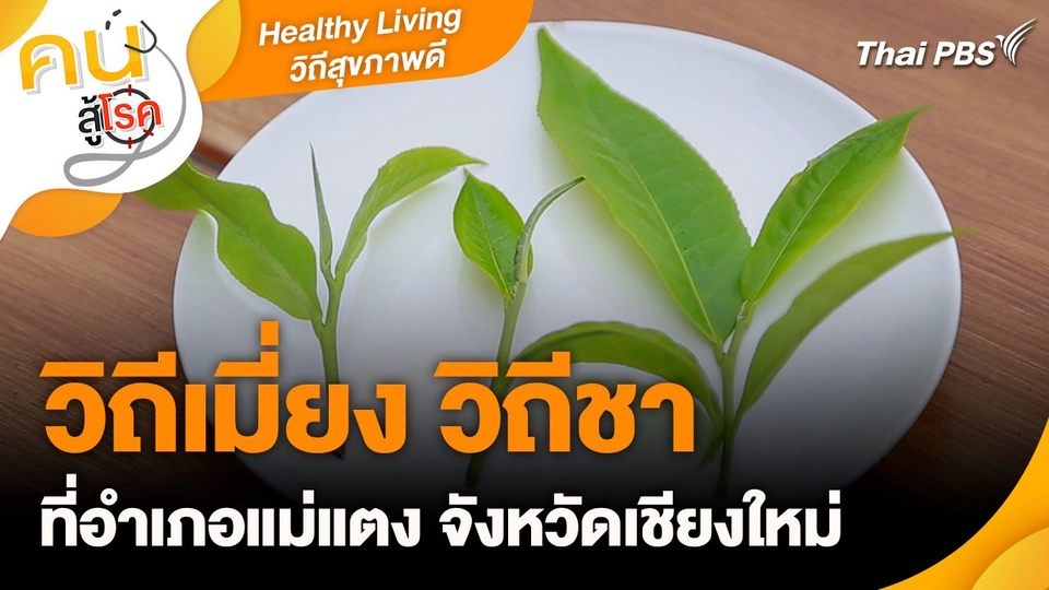 Healthy Living วิถีสุขภาพดี : วิถีเมี่ยง วิถีชา