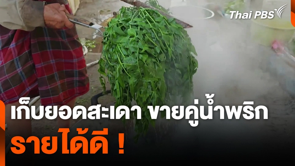 เก็บยอดสะเดา ขายคู่น้ำพริก รายได้ดี !