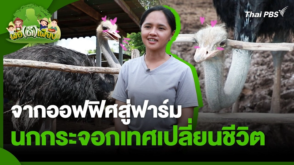 พอดีพอเพียง : จากออฟฟิศสู่ฟาร์ม นกกระจอกเทศเปลี่ยนชีวิต