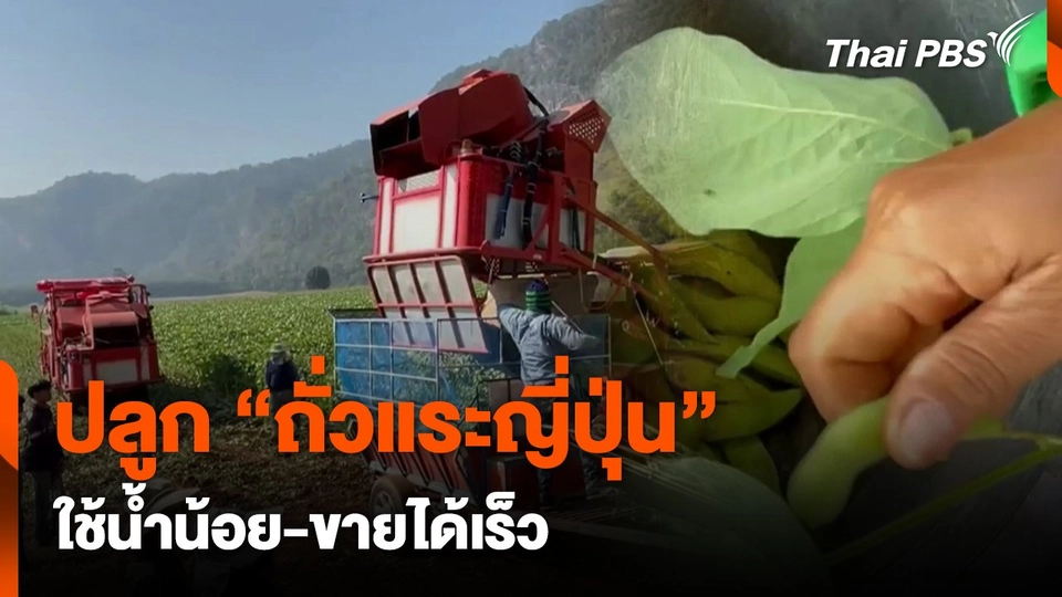 ปลูก "ถั่วแระญี่ปุ่น" ใช้น้ำน้อย-ขายได้เร็ว