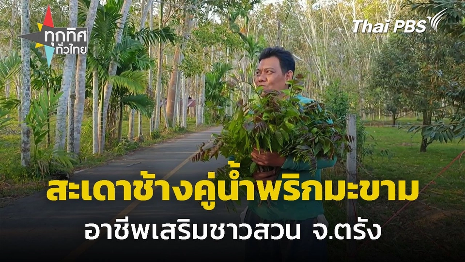 ขายยอดสะเดาช้างลวกคู่น้ำพริกมะขามวันละ 5,000 บาท จ.ตรัง