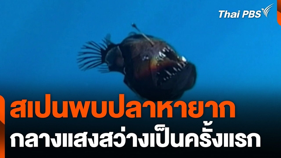 พบปลาหายากกลางแสงสว่างเป็นครั้งแรก ที่สเปน