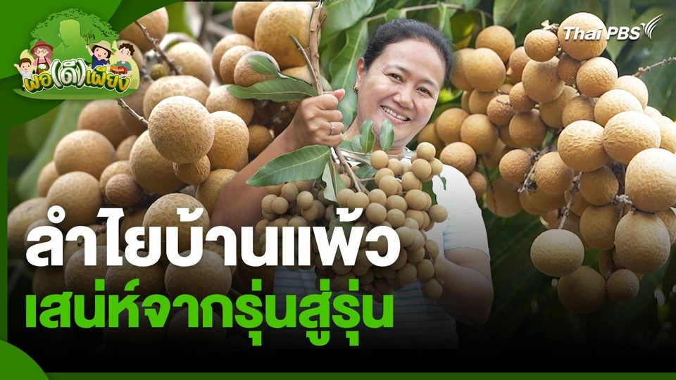 พอดีพอเพียง : ลำไยบ้านแพ้ว เสน่ห์จากรุ่นสู่รุ่น