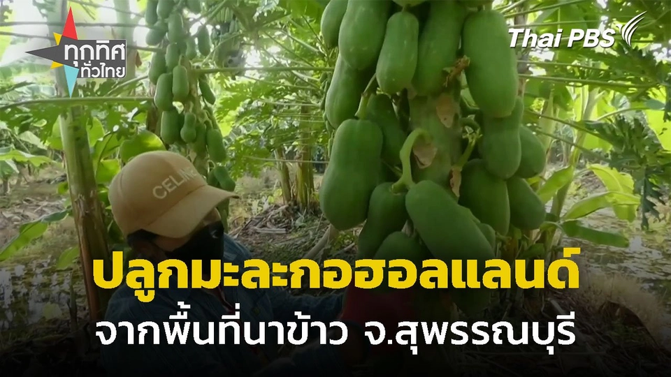 ปรับพื้นที่นาข้าว ปลูกมะละกอฮอลแลนด์ จ.สุพรรณบุรี