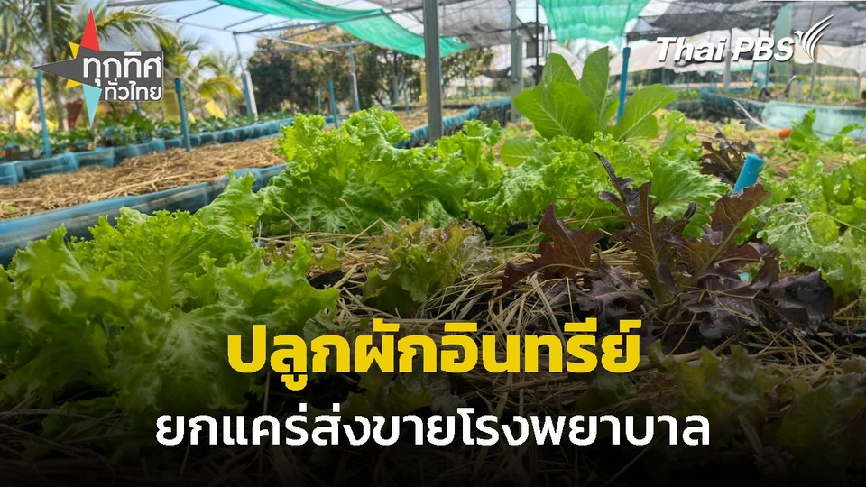 ปลูกผักอินทรีย์ ยกแคร่ส่งโรงพยาบาล