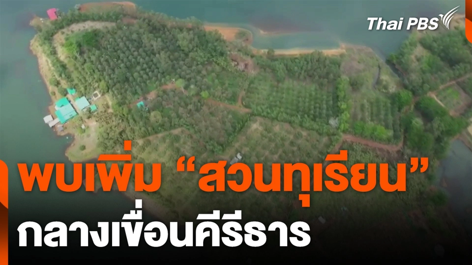 พบเพิ่ม "สวนทุเรียน" กลางเขื่อนคีรีธาร