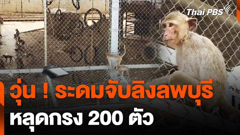 เจ้าหน้าที่ระดมจับลิงลพบุรี หลุดกรง 200 ตัว