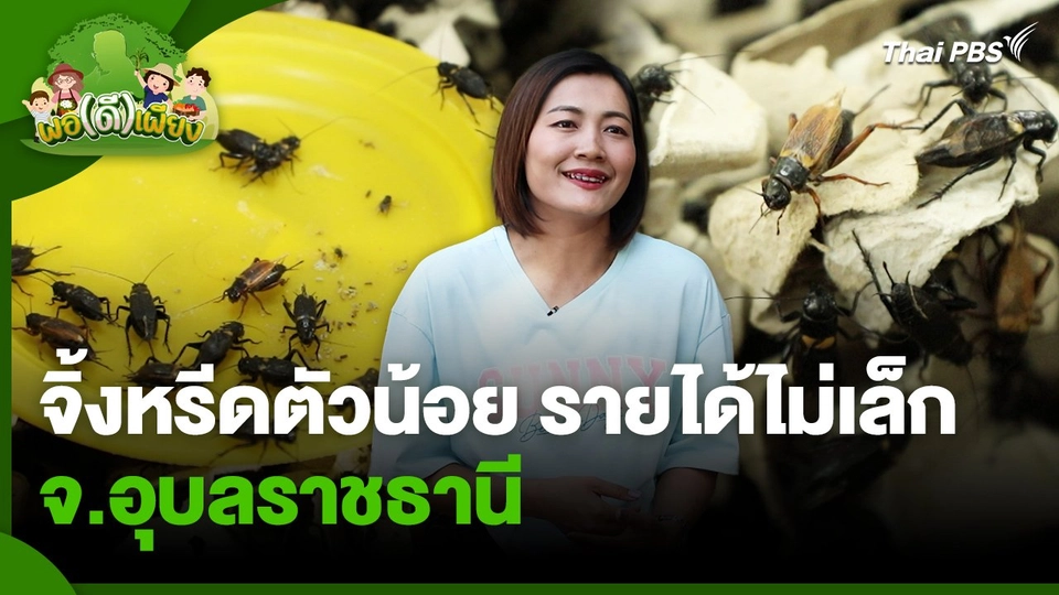 พอดีพอเพียง : จิ้งหรีดตัวน้อย รายได้ไม่เล็ก จ.อุบลราชธานี