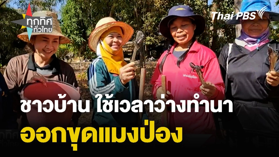 ชาวบ้าน ใช้เวลาว่างทำนา ออกขุดแมงป่อง