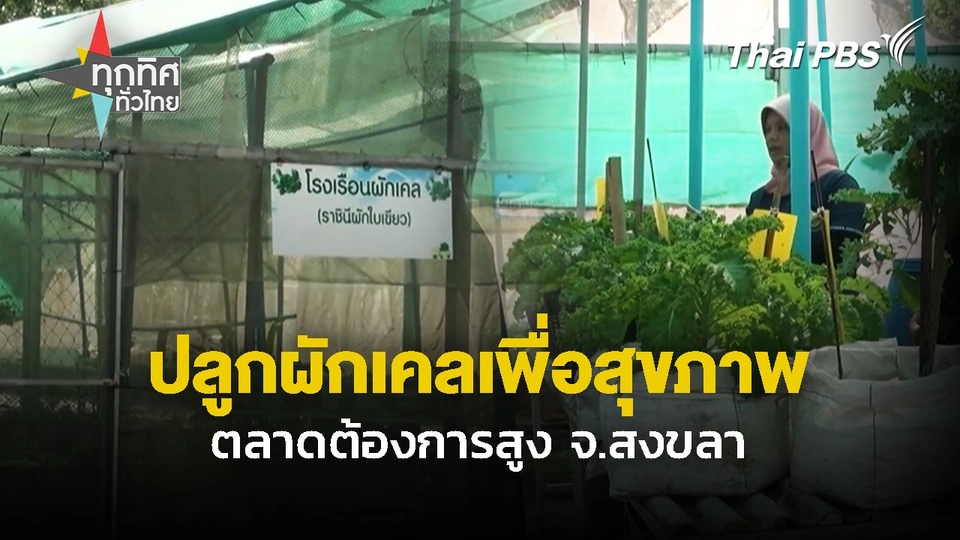ปลูกผักเคล เพื่อสุขภาพตลาดต้องการสูง จ.สงขลา