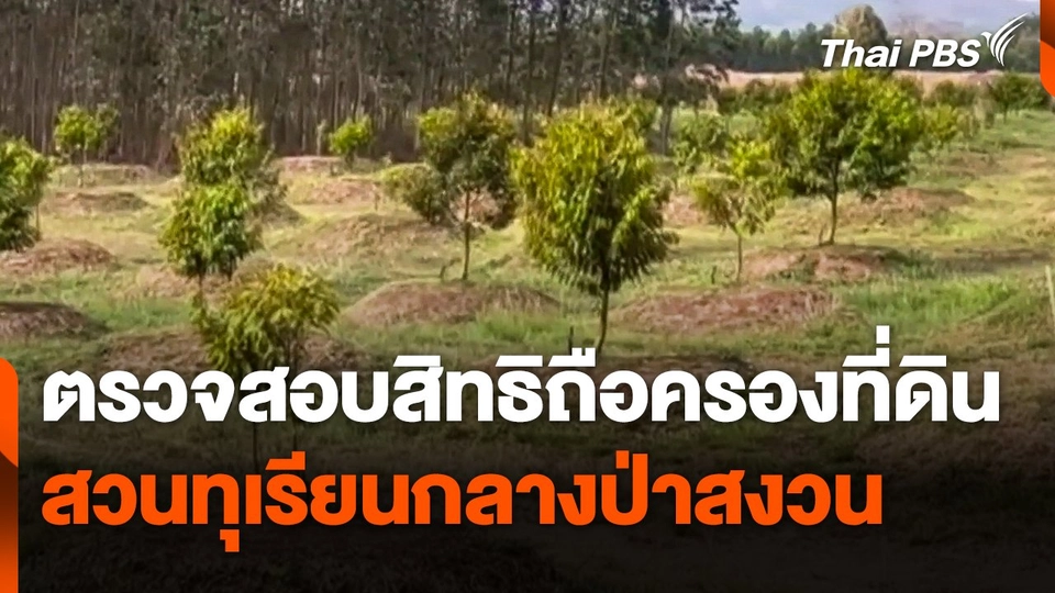 ตรวจสอบสิทธิถือครองที่ดิน "สวนทุเรียน" กลางป่าสงวน