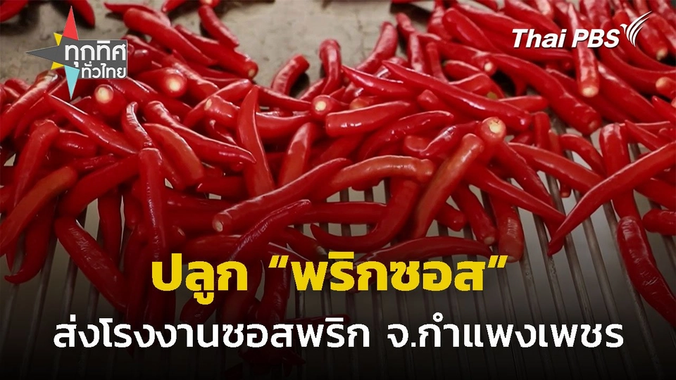 ปลูก "พริกซอส" ส่งโรงงานซอสพริก จ.กำแพงเพชร