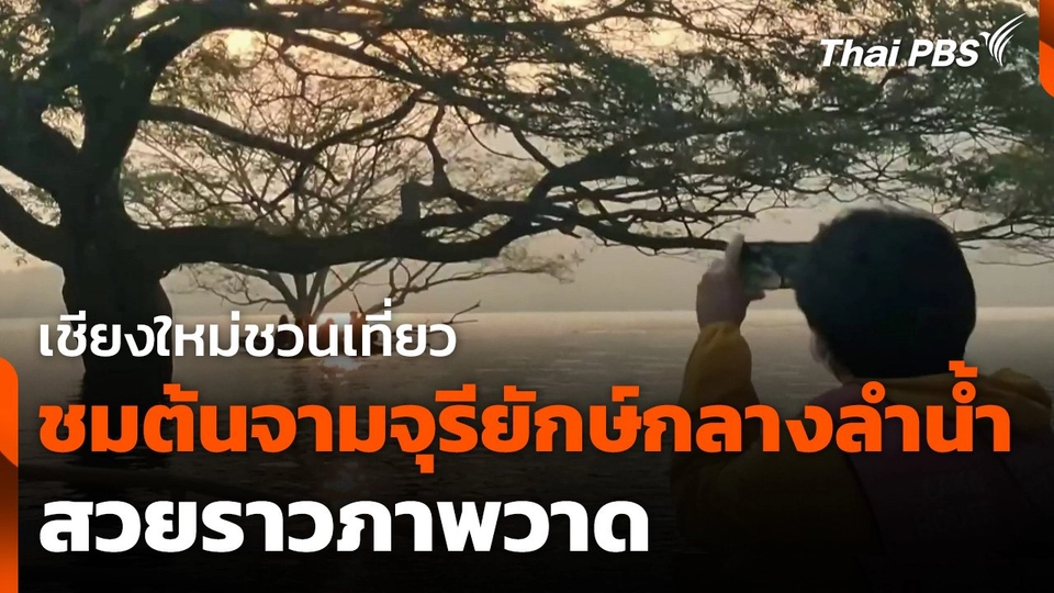 เชียงใหม่ชวนเที่ยวชม "ต้นจามจุรียักษ์" กลางลำน้ำสวยราวภาพวาด