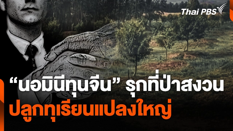 "นอมินีทุนจีน" รุกที่ป่าสงวน ปลูกทุเรียนแปลงใหญ่