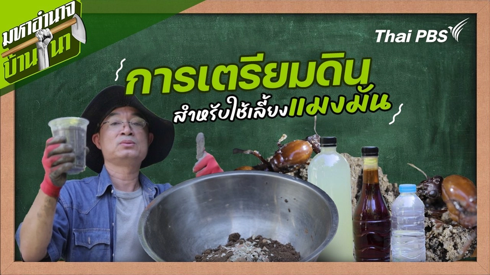 สูตรลับฉบับบ้านนา : การเตรียมดินสำหรับใช้เลี้ยงแมงมัน