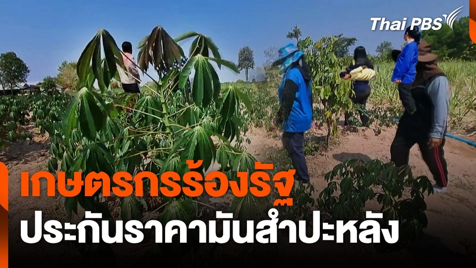 เกษตรกรร้องรัฐ ประกันราคามันสำปะหลัง