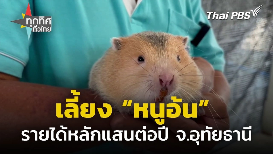 เลี้ยง "หนูอ้น" ทำรายได้หลักแสนต่อปี จ.อุทัยธานี