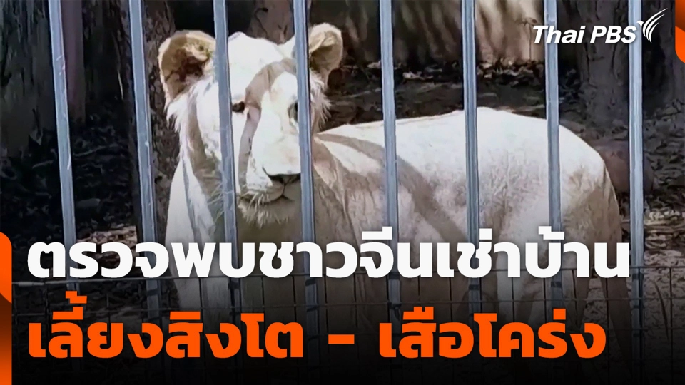 ตรวจพบชาวจีนเช่าบ้าน เลี้ยงสิงโต - เสือโคร่ง