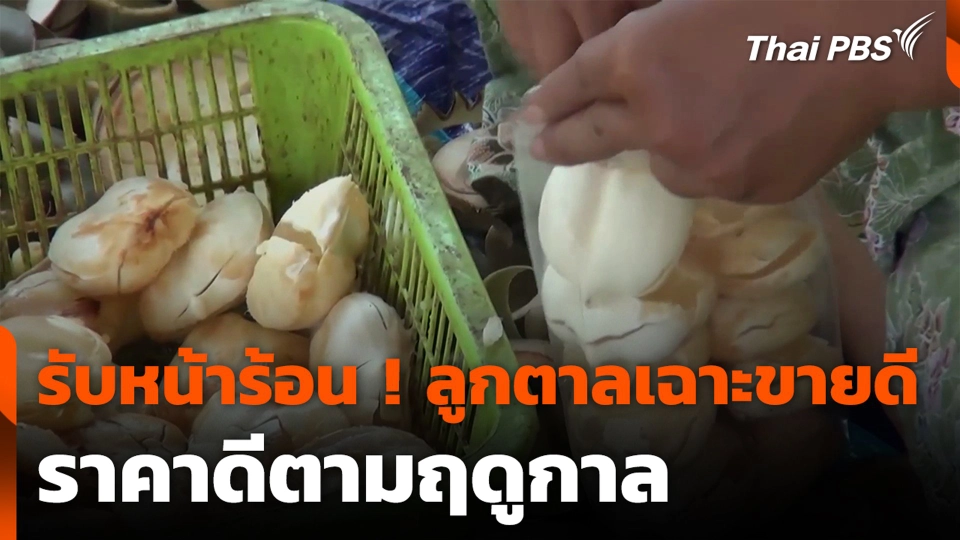รับหน้าร้อน ! ลูกตาลเฉาะขายดี ราคาดีตามฤดูกาล