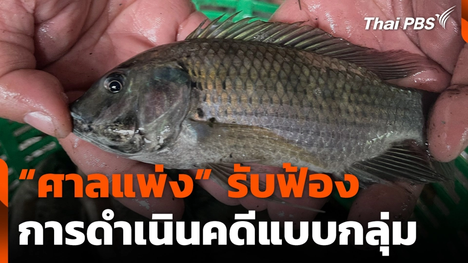 “ศาลแพ่ง” รับฟ้องการดำเนินคดีแบบกลุ่ม “ปลาหมอคางดำ”