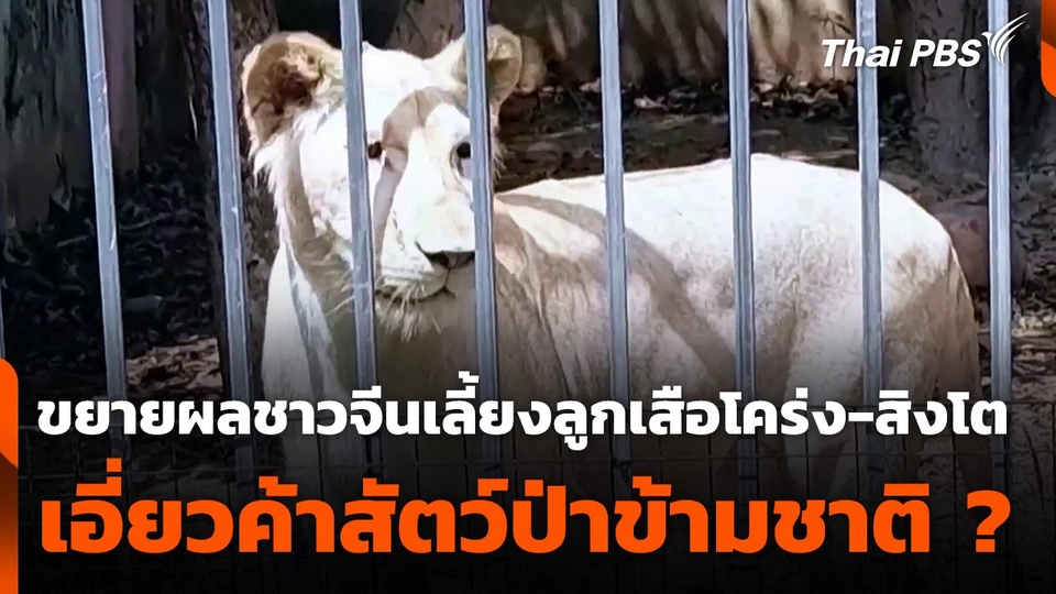 ขยายผลชาวจีนเลี้ยงลูกเสือโคร่ง-สิงโต เอี่ยวค้าสัตว์ป่าข้ามชาติ ?