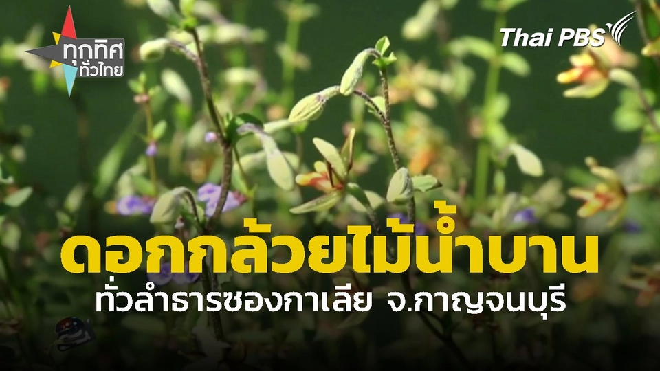 ดอกกล้วยไม้น้ำบานทั่วลำธารซองกาเลีย จ.กาญจนบุรี