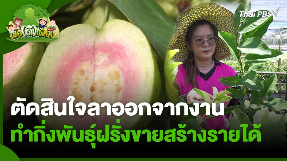 พอดีพอเพียง : ตัดสินใจลาออกจากงาน ทำกิ่งพันธุ์ฝรั่งขายสร้างรายได้ใหม่หลังโควิด-19