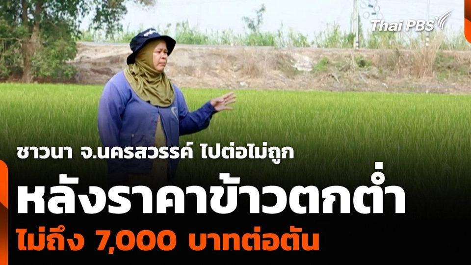 ชาวนา จ.นครสวรรค์ ไปต่อไม่ถูก หลังราคาข้าวตกต่ำ ไม่ถึง 7,000 บาทต่อตัน