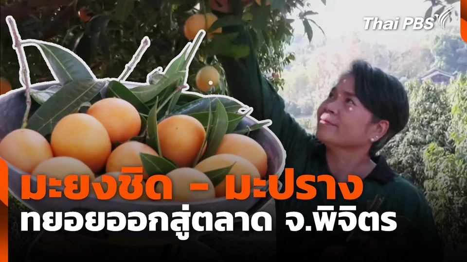 มะยงชิด - มะปราง ทยอยออกสู่ตลาด จ.พิจิตร